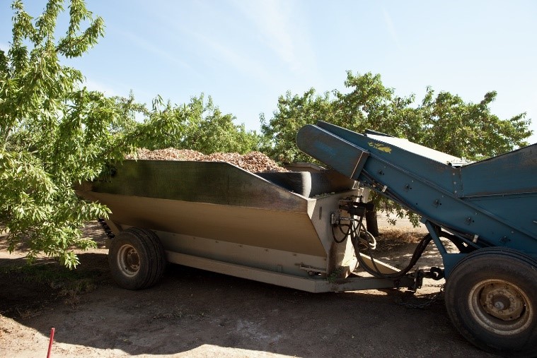 Almond Rows Alive With the Sound of Harvest